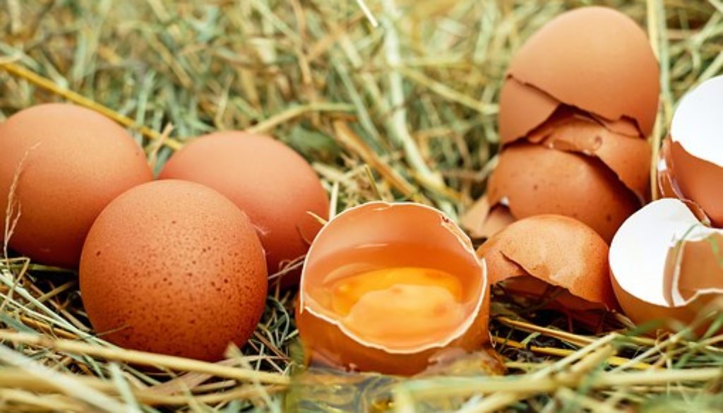egg-1510449__340