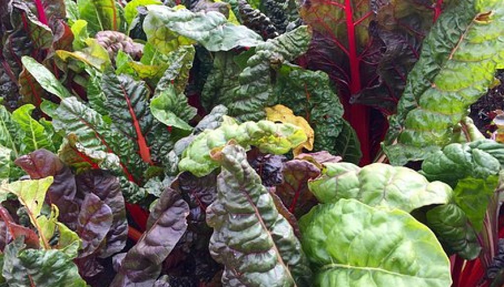 swiss-chard-2858689__340