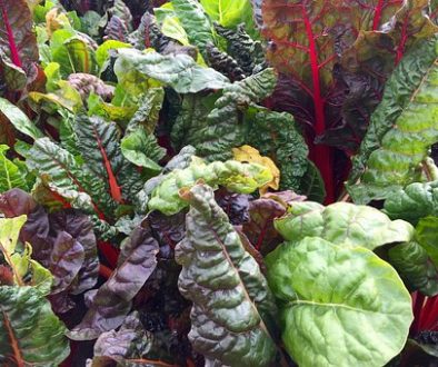 swiss-chard-2858689__340